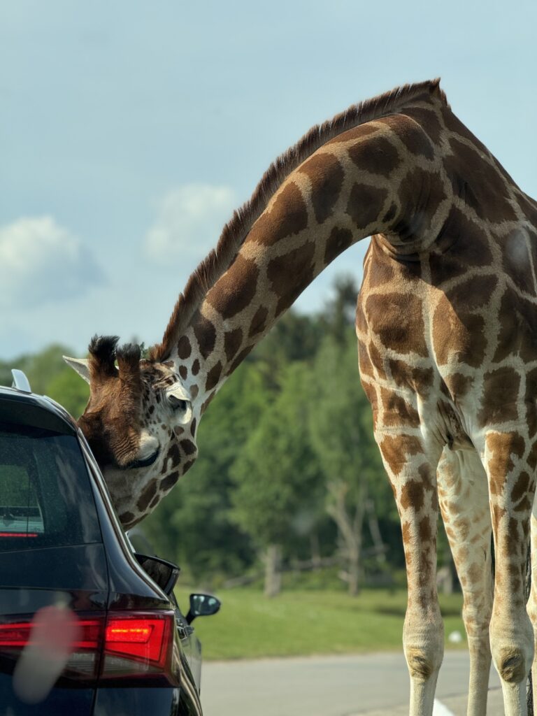 Giraffe im Serengeti Park Hodenhagen